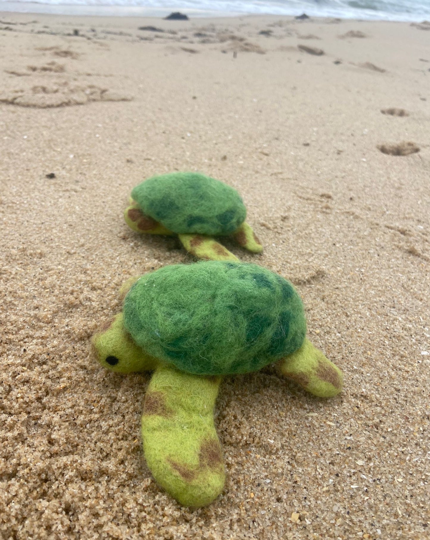 Sea Turtle