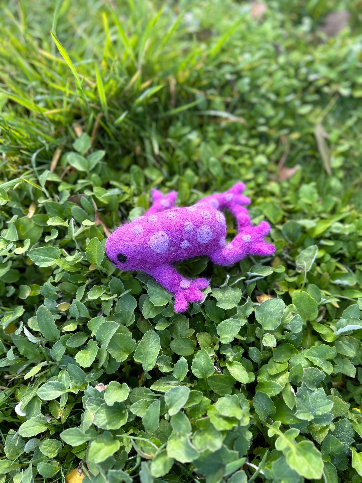 Magikal purple spotted frog