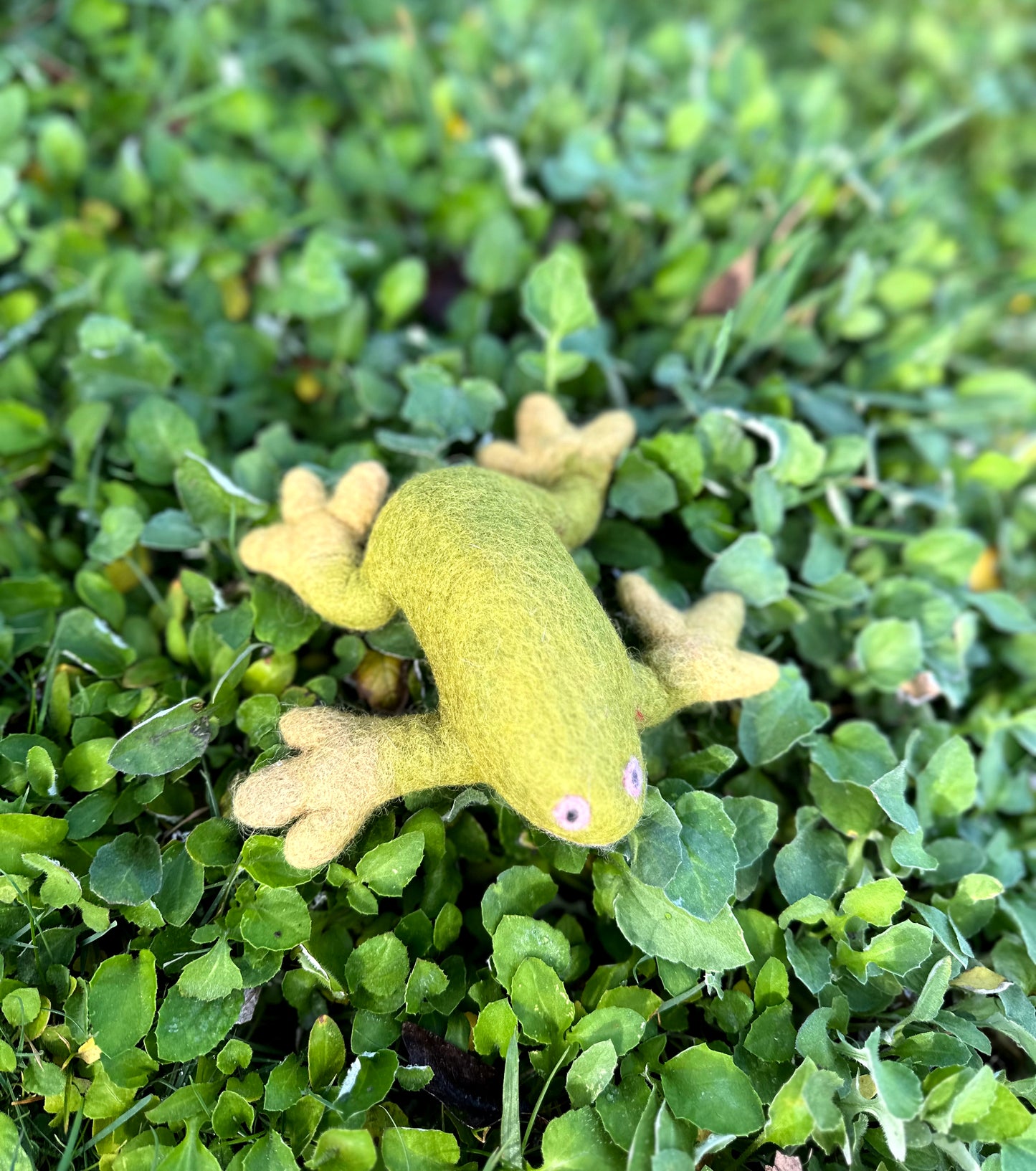 Green Frog